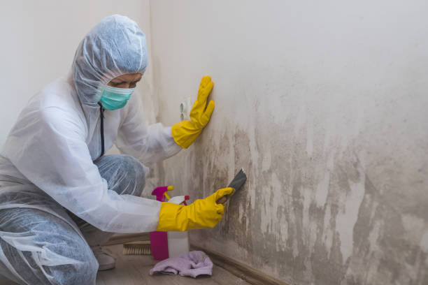 Best Same-Day Mold Removal  in Borrego Springs, CA