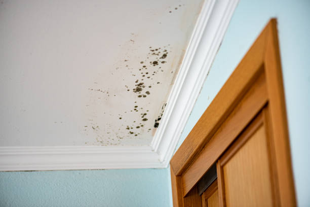 Reliable Borrego Springs, CA Mold Removal Solutions