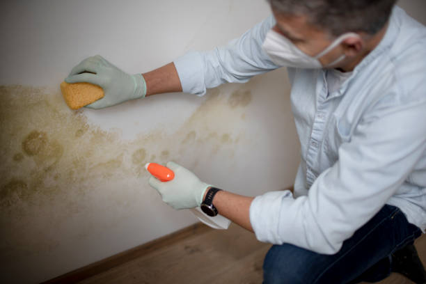 Certified Mold Removal in Borrego Springs, CA