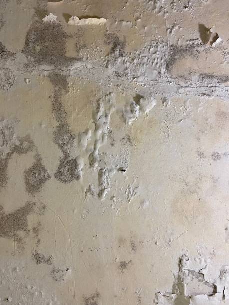 Best Emergency Mold Removal  in Borrego Springs, CA