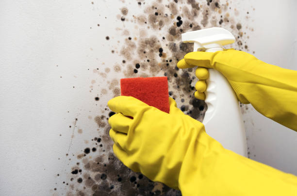 Best Black Mold Removal  in Borrego Springs, CA