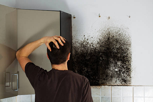 Best Mold Testing  in Borrego Springs, CA